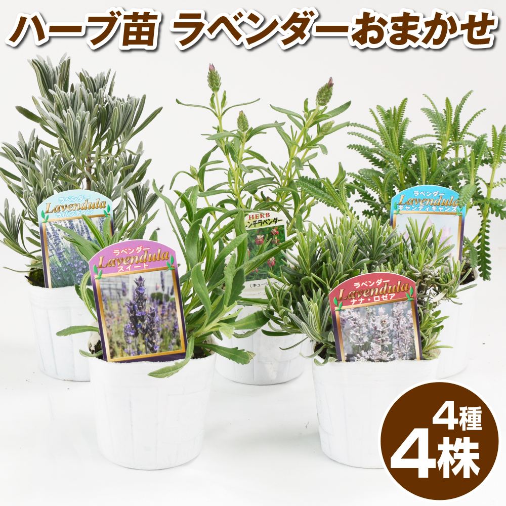 ハーブ苗 ラベンダーおまかせセット 4種4株 送料込み
