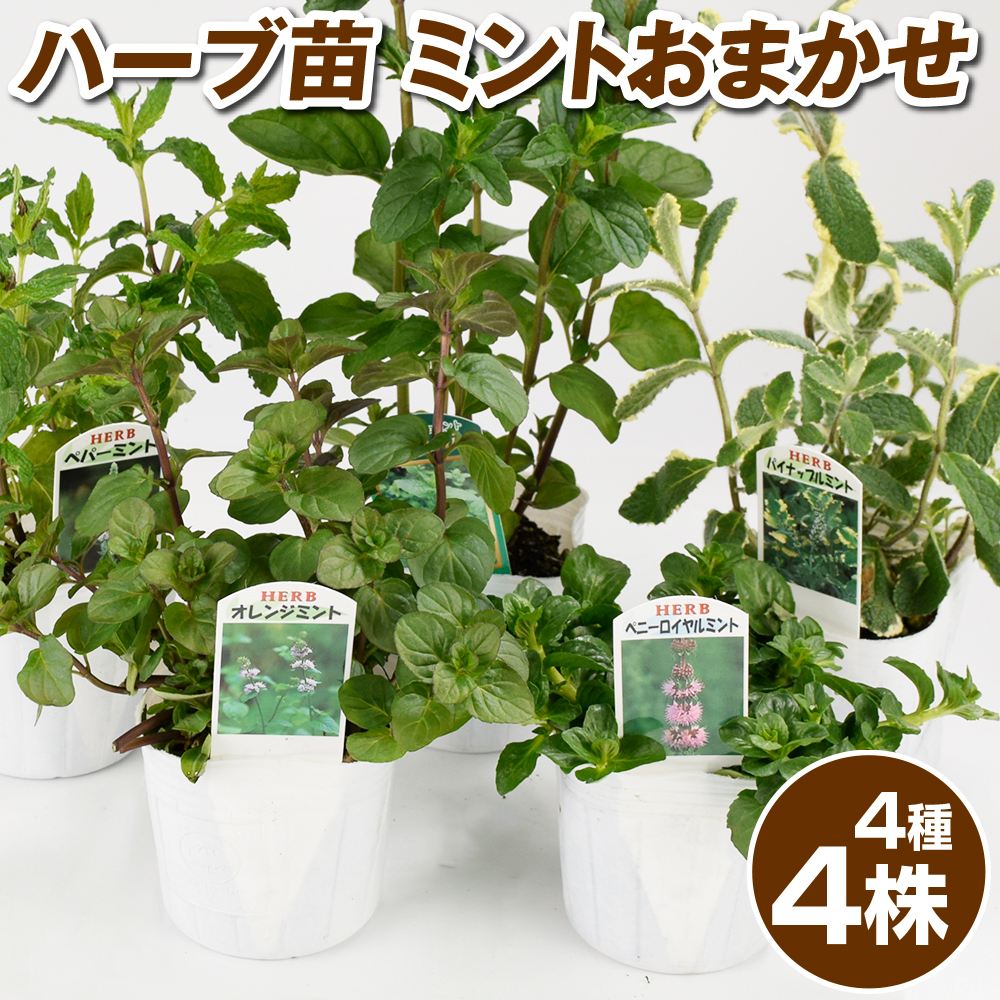 ハーブ苗 ミントおまかせセット 4種4株 送料込み