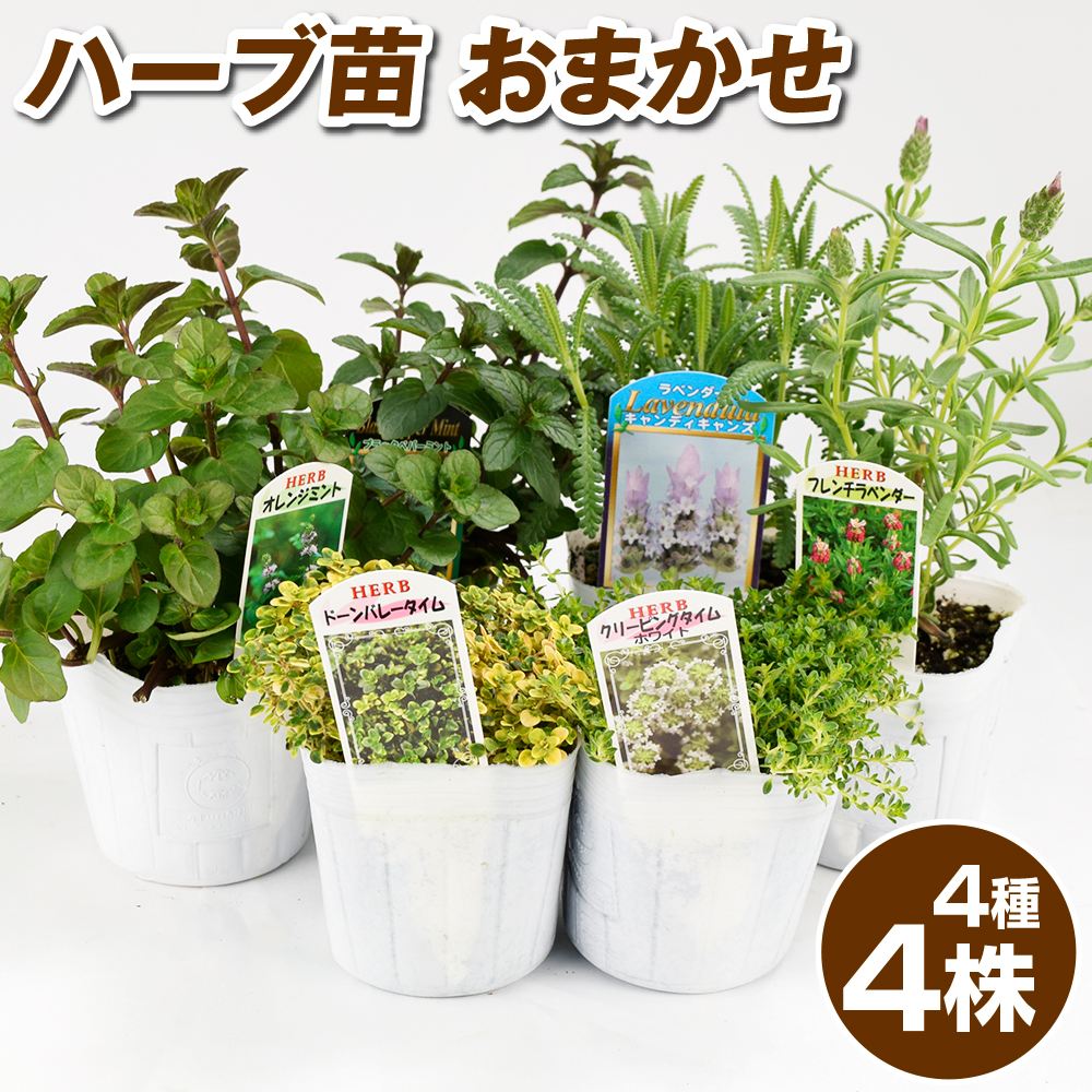 ハーブ苗 ハーブおまかせセット 4種4株 送料込み