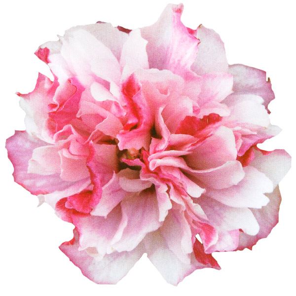 花木苗 つぼみ付 ムクゲ ローズオブシャロン ペパーミント 1株