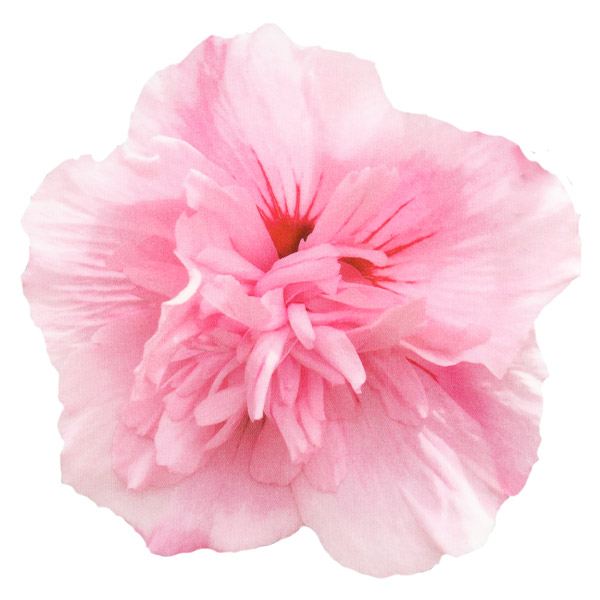 花木苗 つぼみ付 ムクゲ ローズオブシャロン ピンクシフォン 1株