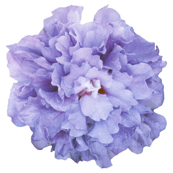 花木苗 つぼみ付 ムクゲ ローズオブシャロン ブルーベリー 1株