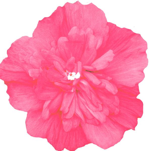 花木苗 つぼみ付 ムクゲ ローズオブシャロン マゼンタシフォン 1株