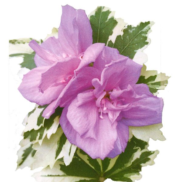 花木苗 つぼみ付 ムクゲ ローズオブシャロン バンゴッホ 1株