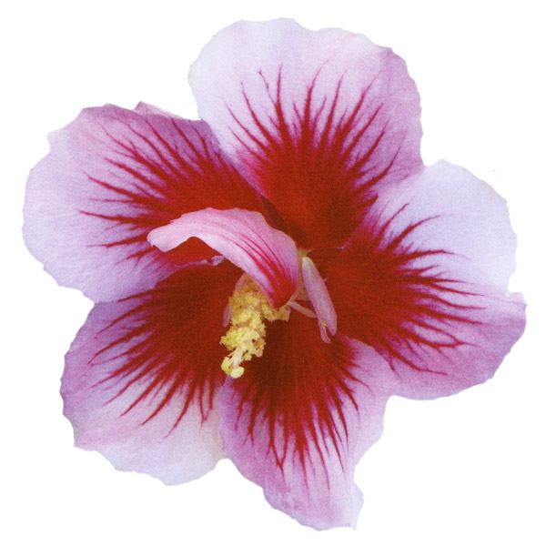 花木苗 つぼみ付 ムクゲ ローズオブシャロン パープルピュラー 1株