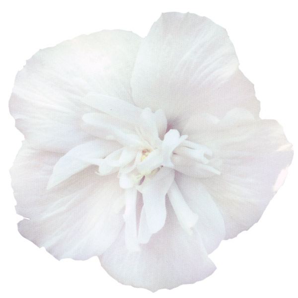 花木苗 つぼみ付 ムクゲ ローズオブシャロン ホワイトシフォン 1株