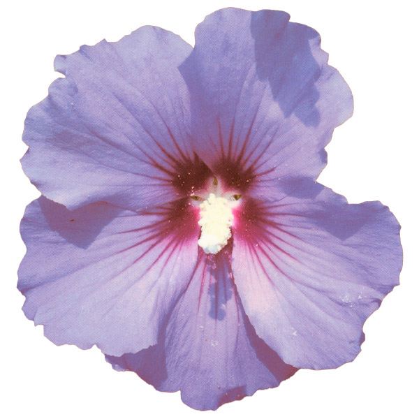 花木苗 つぼみ付 ムクゲ ローズオブシャロン マリーナ 1株