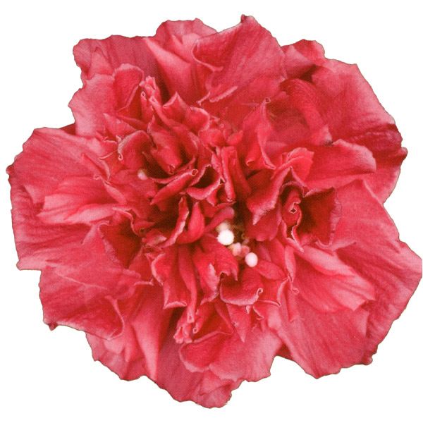 花木苗 つぼみ付 ムクゲ フレンチキャバレー レッド 1株