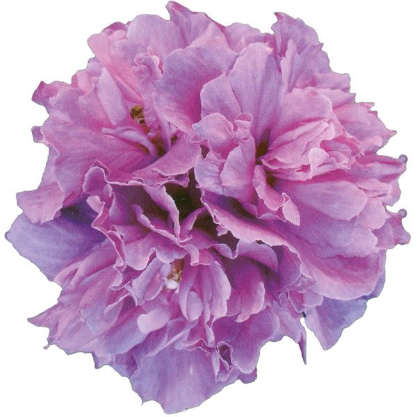 花木苗 つぼみ付 ムクゲ フレンチキャバレー パープル 1株