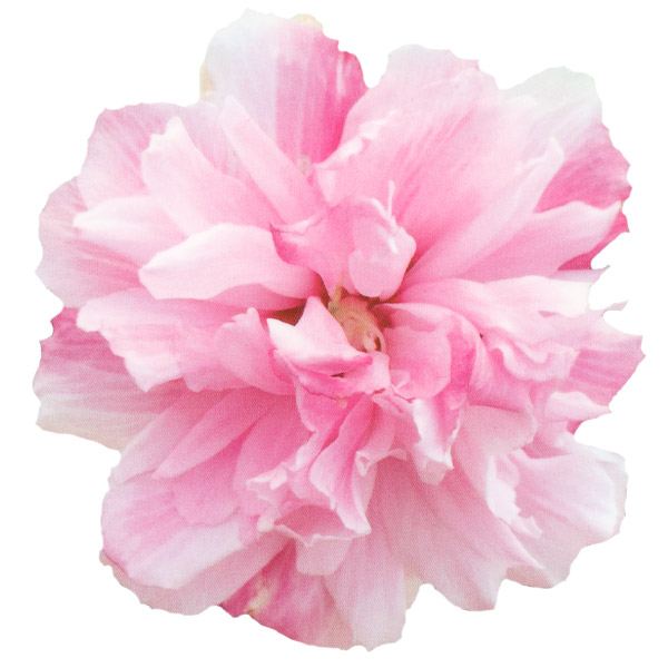 花木苗 つぼみ付 ムクゲ フレンチキャバレー パステル 1株