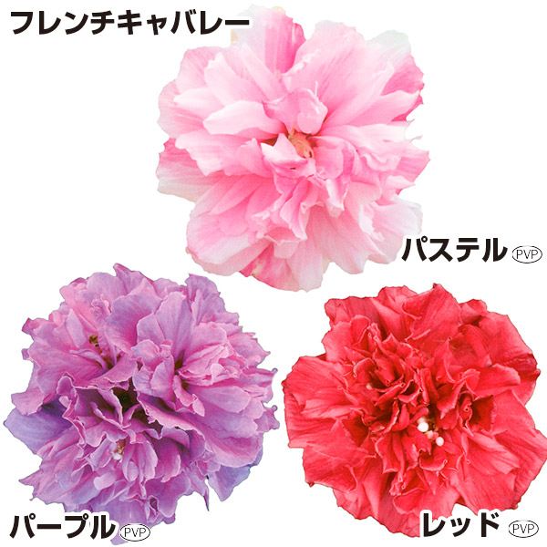 花木苗 つぼみ付 ムクゲCセット 3種3株