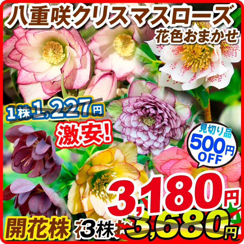 在庫処分 花苗 八重咲クリスマスローズ 開花株 花色おまかせ 3種3株 送料込み