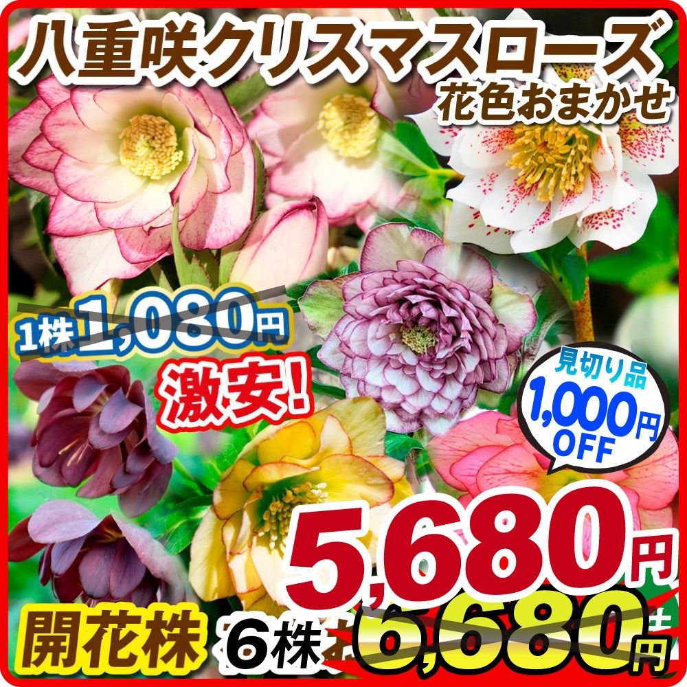 在庫処分 花苗 八重咲クリスマスローズ 開花株 花色おまかせ 6株 送料込み
