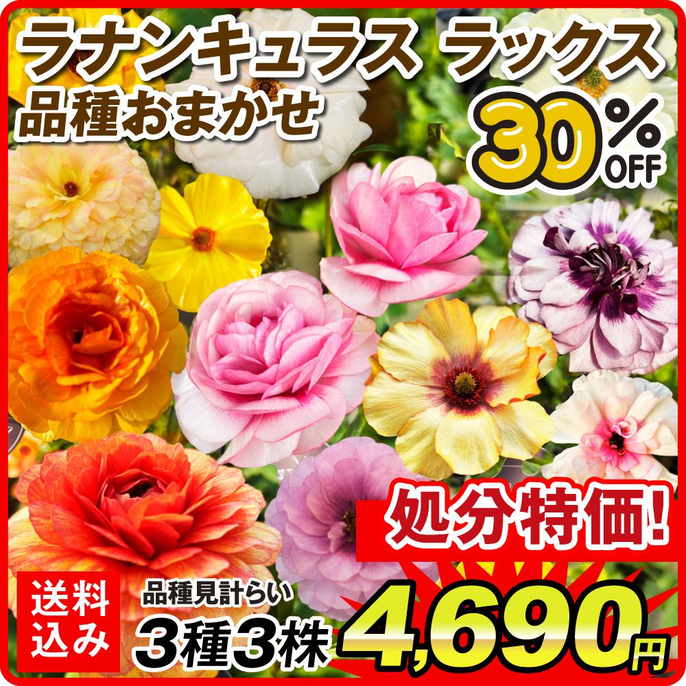 在庫処分 ポット植え球根 ラナンキュラスラックスおまかせ 3種3株 送料込み