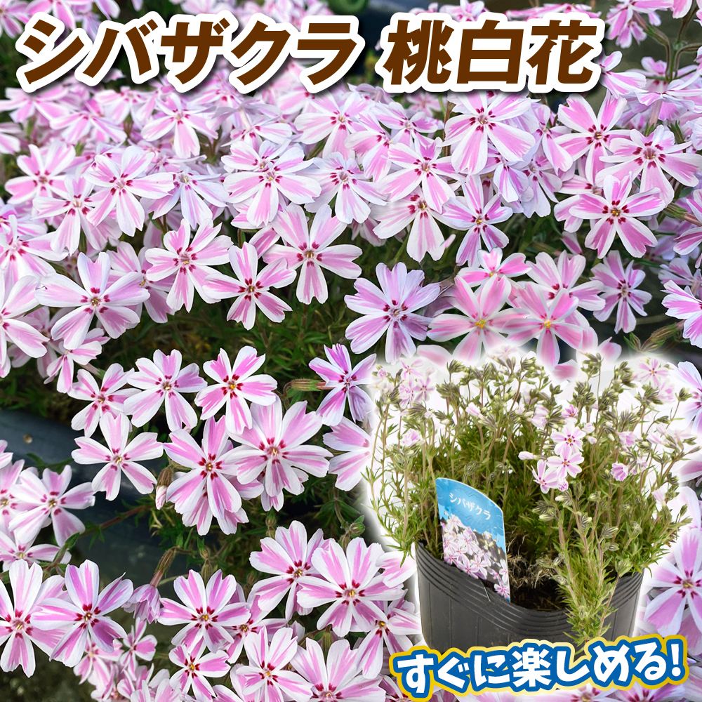花苗 シバザクラ 大株芝桜 桃白花 2株