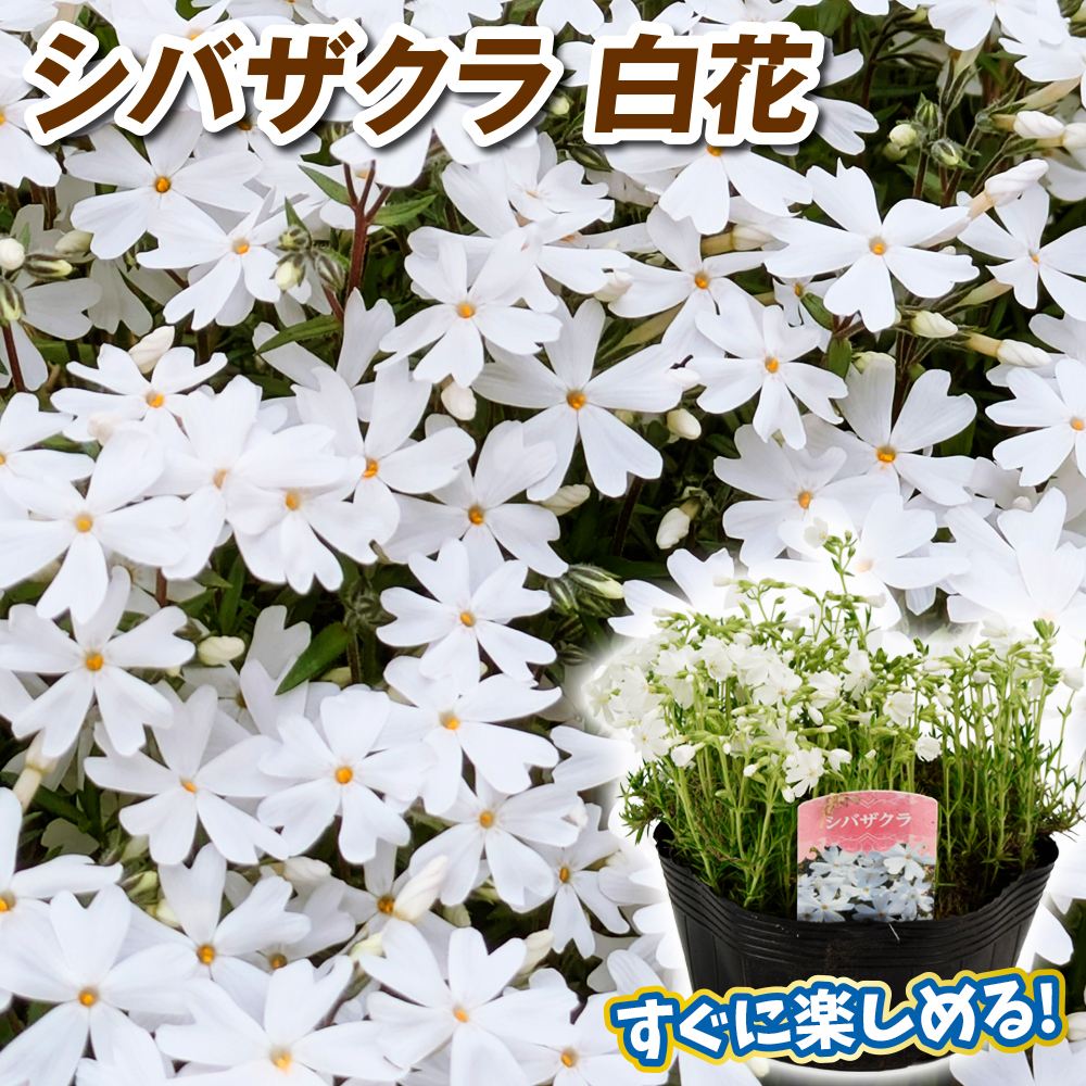 花苗 シバザクラ 大株芝桜 白花 2株