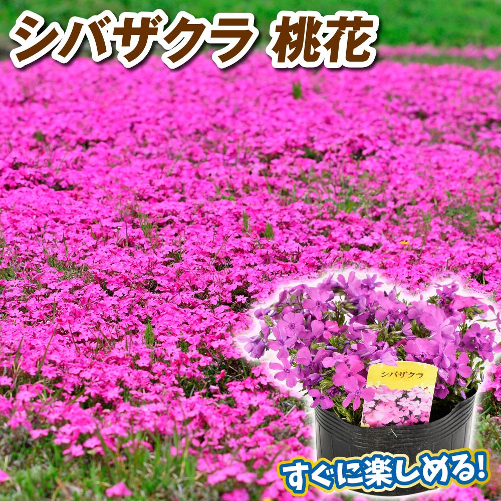 花苗 シバザクラ 大株芝桜 桃花 2株