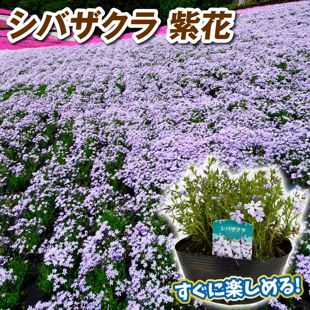 花苗 シバザクラ 大株芝桜 紫花 2株