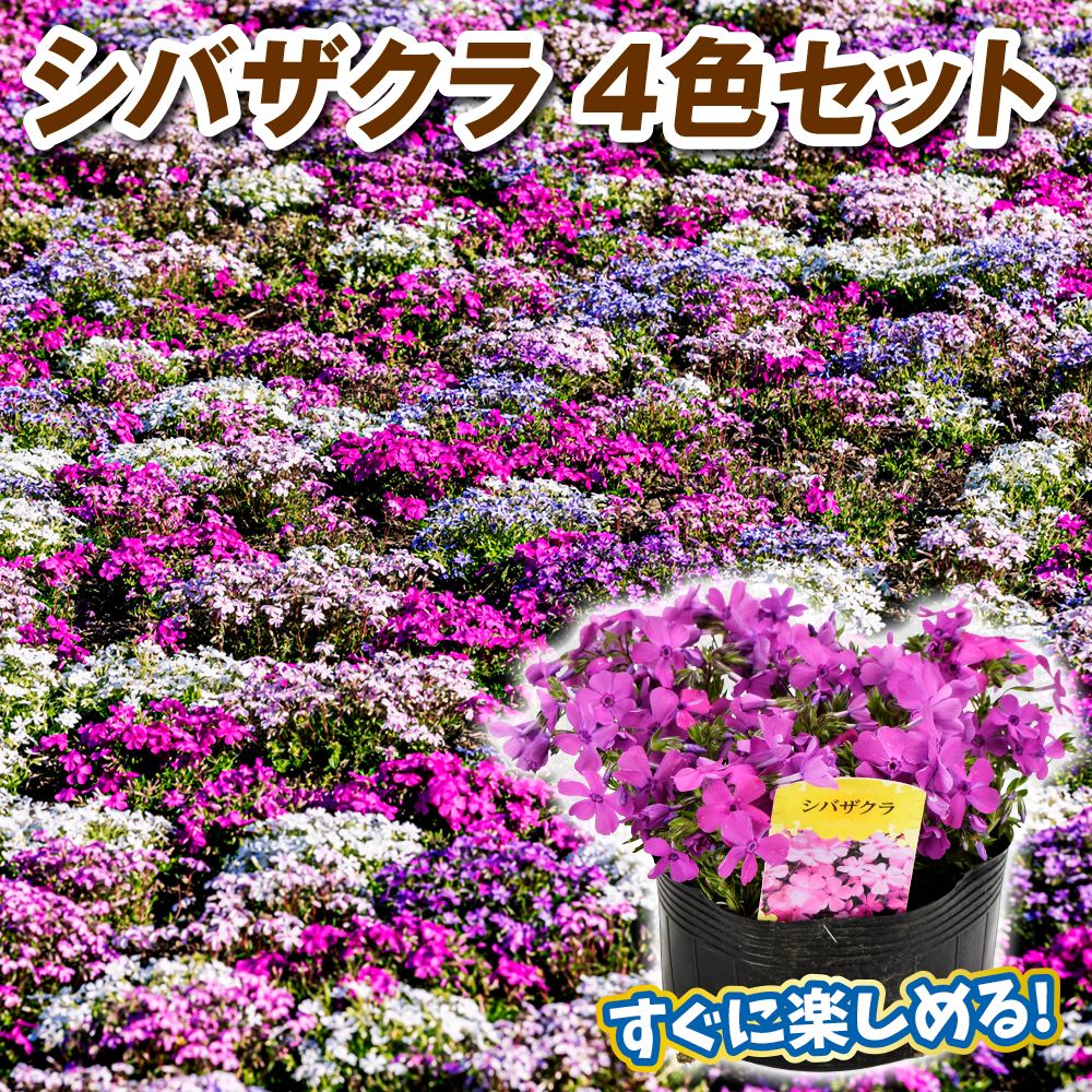 花苗 シバザクラ 大株芝桜セット 4色4株