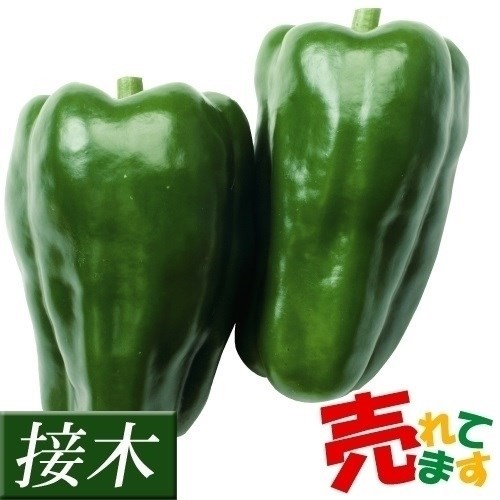 接木野菜苗 ピーマン 接木F1京波