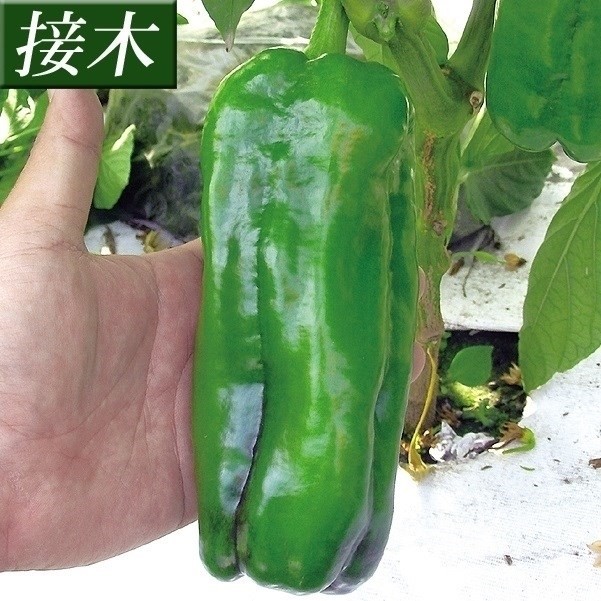 接木野菜苗 ピーマン 接木F1ウルトラジャンボ