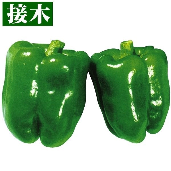 接木野菜苗 ピーマン 接木F1グリーン500号