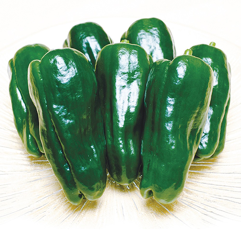 接木野菜苗 ピーマン 接木F1京まつり