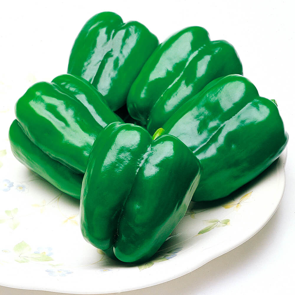 接木野菜苗（ケース販売）ピーマン 接木F1グリーンベル 40株 送料込み