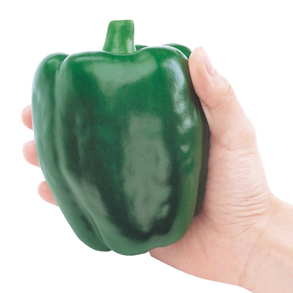 接木野菜苗（ケース販売）ピーマン F1デカチャンプ 40株 送料込み