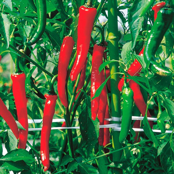 接木野菜苗（ケース販売）トウガラシ 接木F1大辛 40株 送料込み