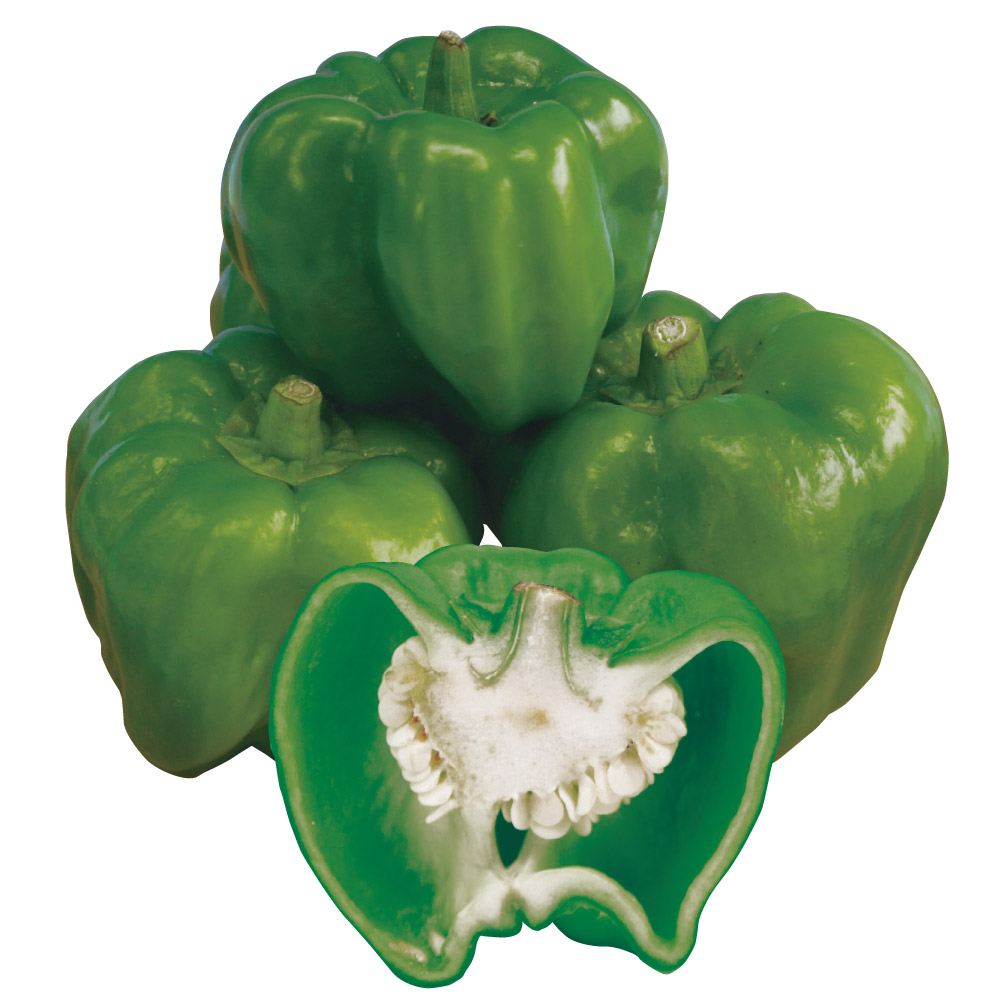 接木野菜苗（ケース販売）トウガラシ 神楽南蛮 40株 送料込み