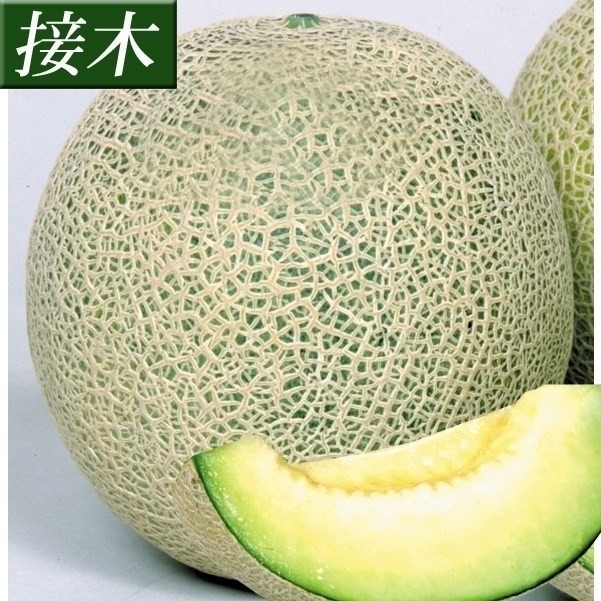 接木野菜苗 メロン 接木F1グリーンネットメロン