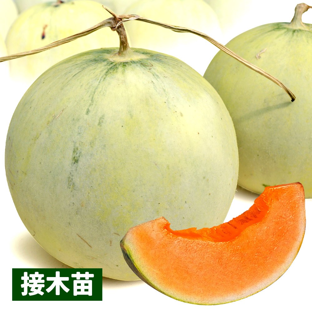 接木野菜苗 メロン 接木F1キューピット