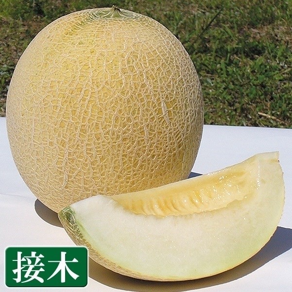 接木野菜苗 メロン 接木F1ムーンライト