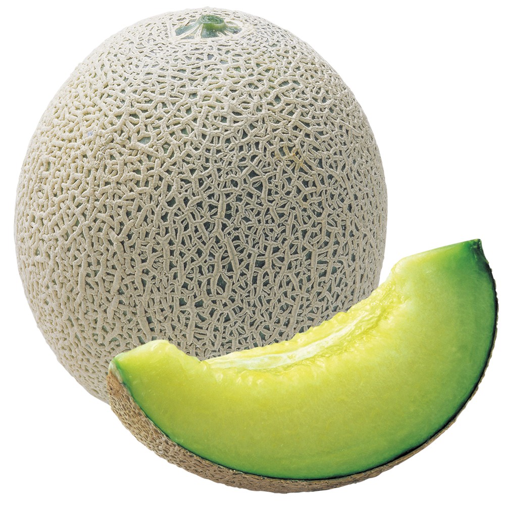 接木野菜苗 メロン 接木F1オルフェ