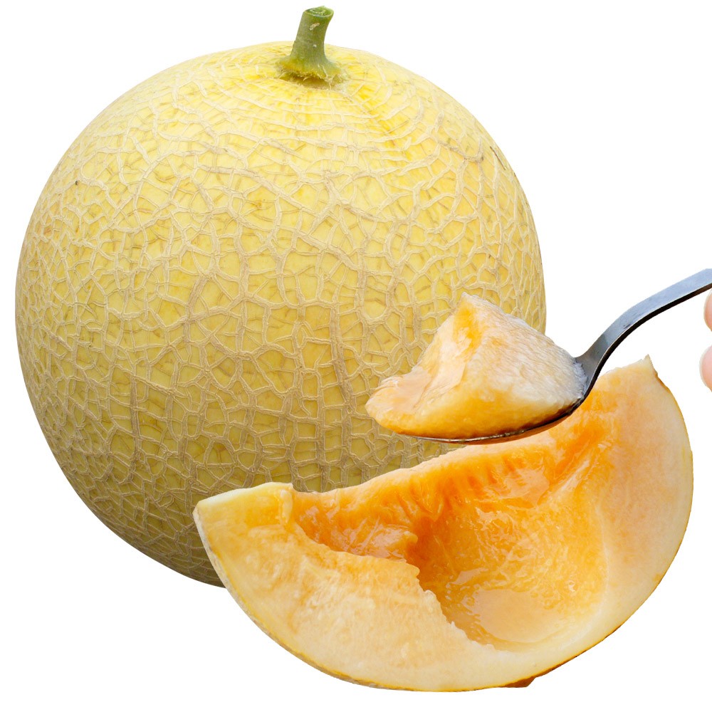 接木野菜苗 メロン 接木F1サンライズ