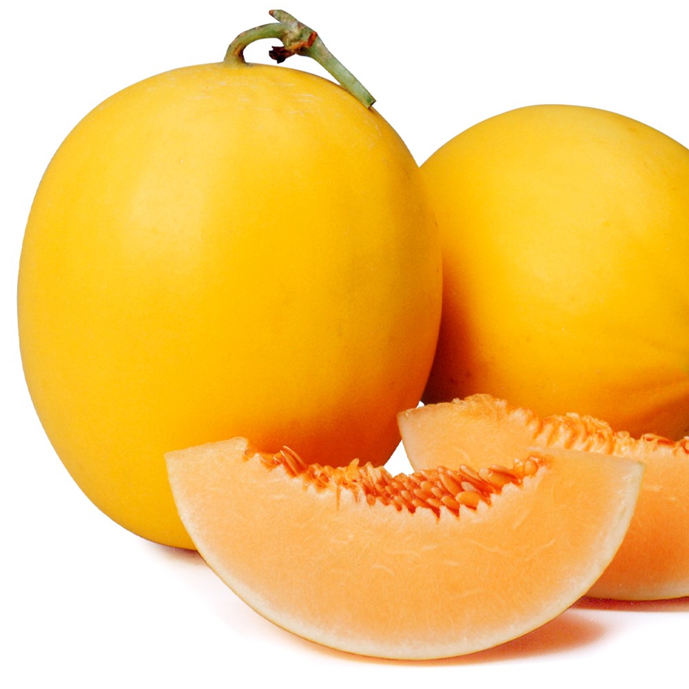 接木野菜苗 メロン 接木F1アポロ