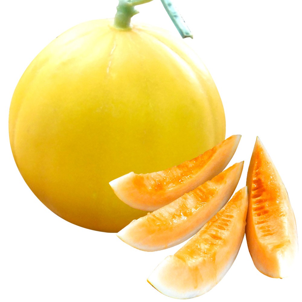 接木野菜苗 メロン 接木F1おてがるキイたん