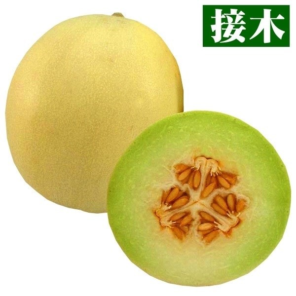 接木野菜苗 メロン 接木F1おてがるロジたん