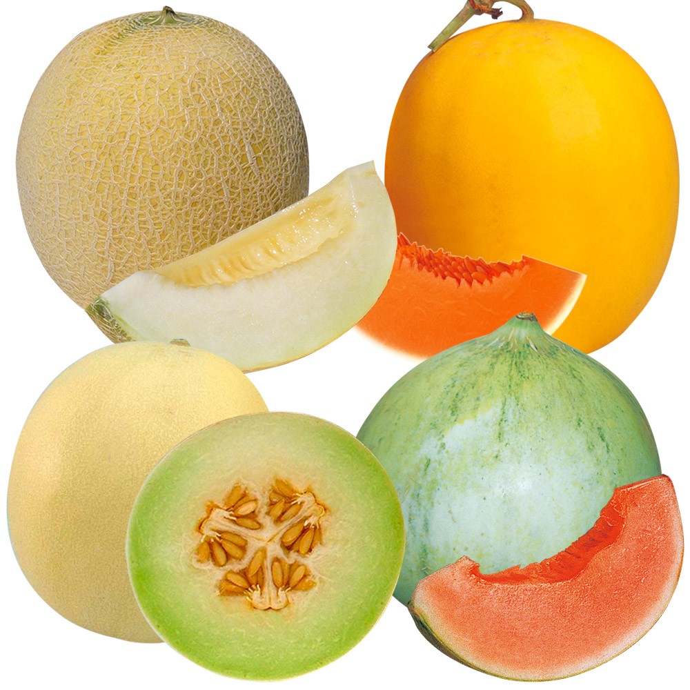接木野菜苗 メロン 接木メロン苗お試しセット（送料無料）
