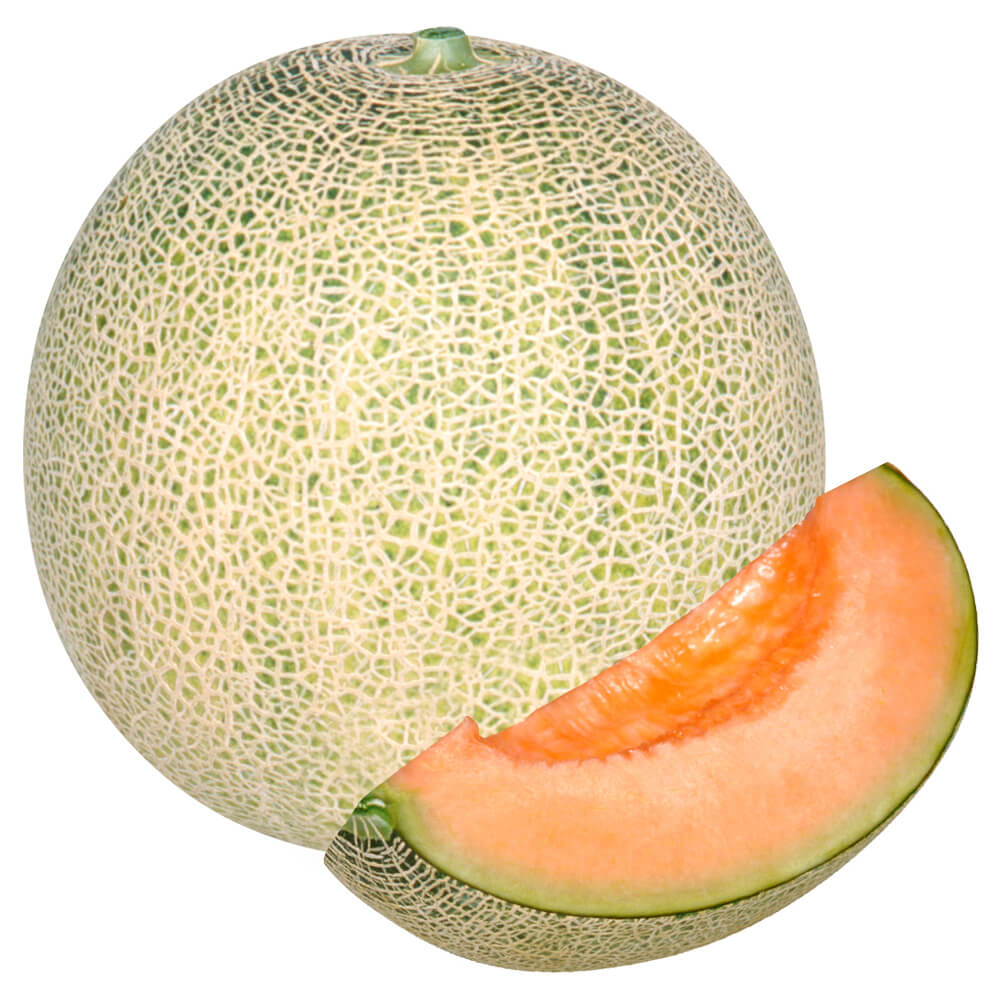 接木野菜苗（ケース販売）メロン 接木F1赤肉ネットメロン 40株 送料込み