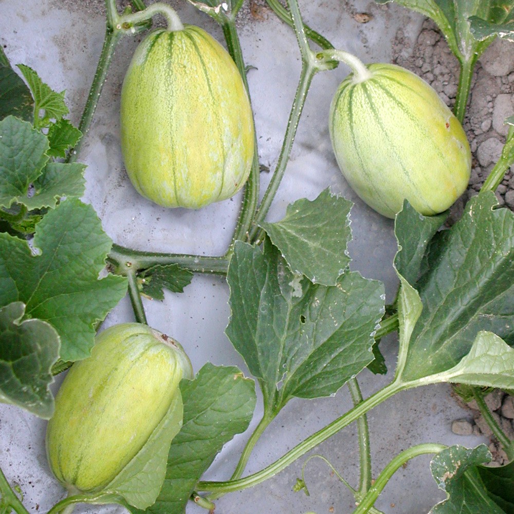 接木野菜苗 マクワウリ 接木網干メロン