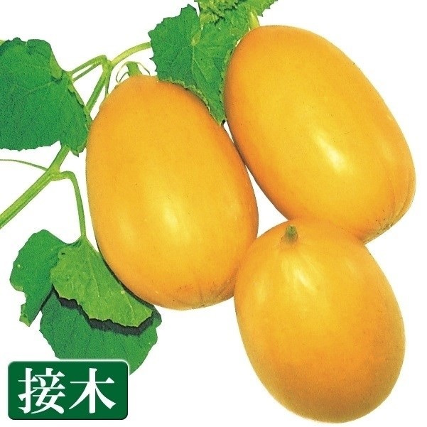 接木野菜苗 マクワウリ 接木金俵