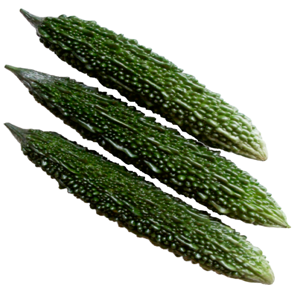 接木野菜苗（ケース販売）ゴーヤ 接木F1島娘 40株 送料込み