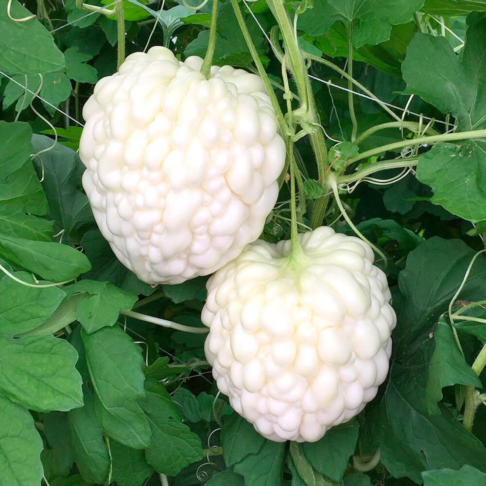 接木野菜苗（ケース販売）ゴーヤ 接木パールゴーヤ(農林水産省登録品種登録名：MW0201) 40株 送料込み