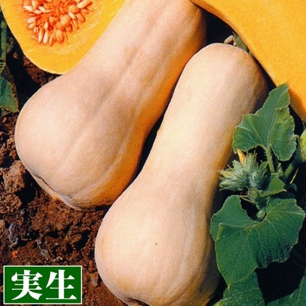 実生野菜苗 カボチャ バターナッツ