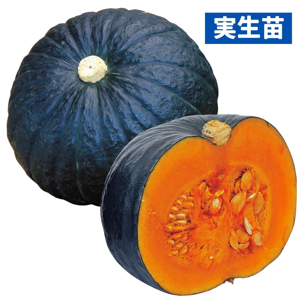 実生野菜苗 カボチャ F1極王かぼちゃ