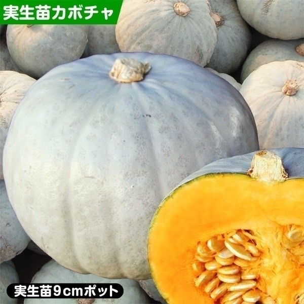 実生野菜苗 カボチャ F1雪美人EX