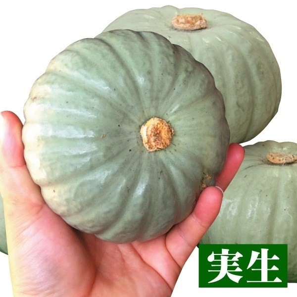 実生野菜苗 カボチャ F1雪宝