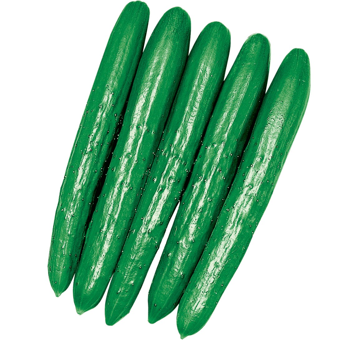 実生野菜苗 キュウリ F1夢そだち